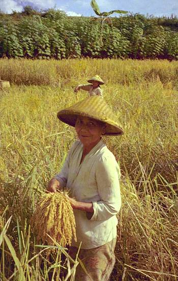 Reis-Erntezeit